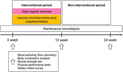 Leucine-enriched amino acid supplementation and exercise to prevent sarcopenia in patients on hemodialysis: a single-arm pilot study